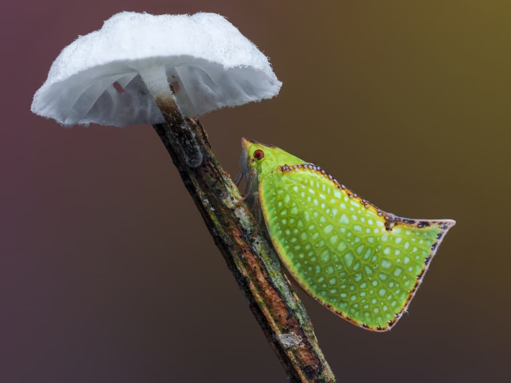 Green Leaf Bug Mushroom by HuongHoang — canvas wall art