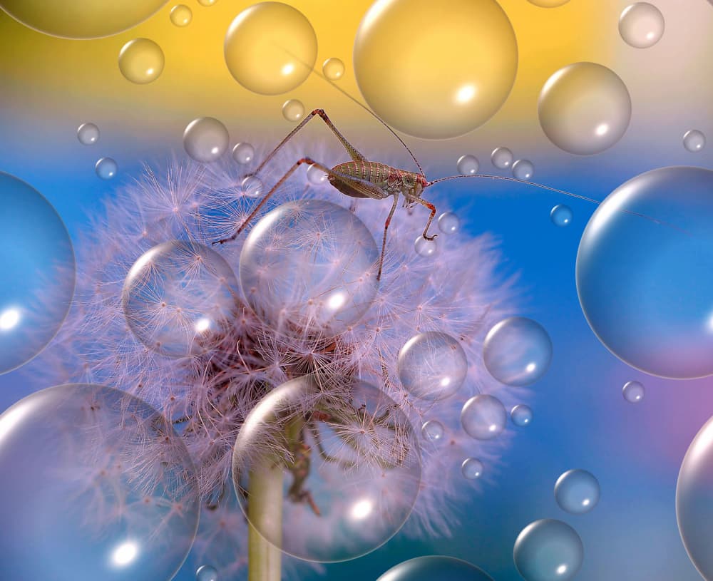 Katydid on Dandelion Bubbles by Thierry Dufour — canvas wall art