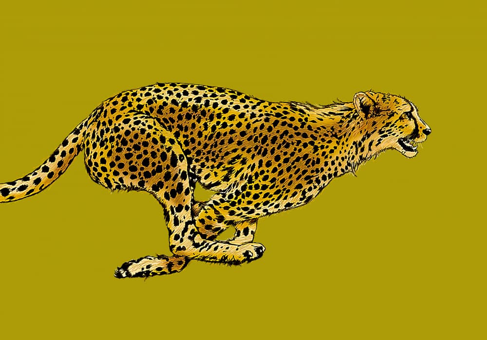 Speeding Cheetah by Carlo Kaminski — canvas wall art