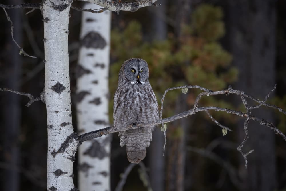 Great Gray Forest Owl by Max Wang — canvas wall art