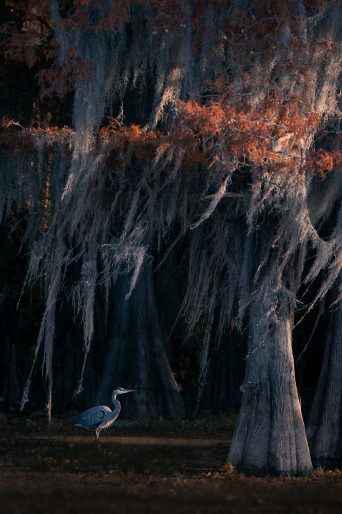 Mystic Cypress Heron by Vicki Lai — canvas wall art