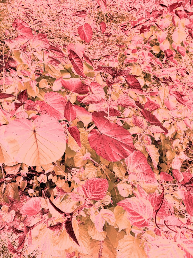 Lush Red Foliage by Santhosh ch — canvas wall art