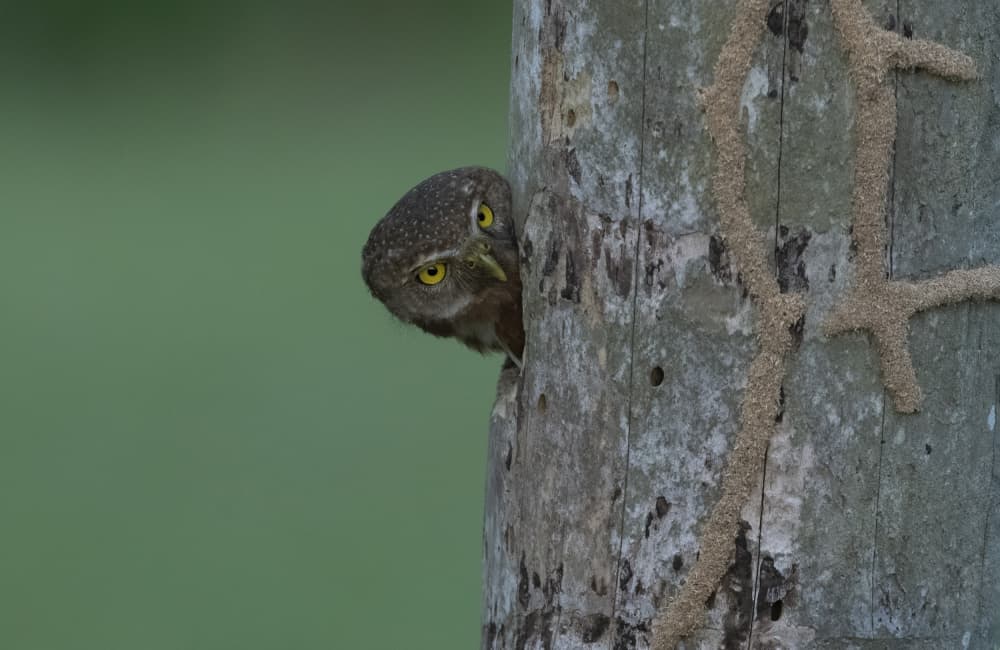 Curious Pygmy Owl by Betty Liu — canvas wall art