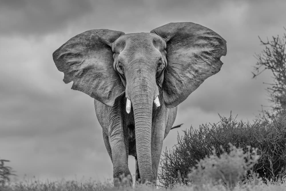 Majestic African Elephant by Jun Zuo — canvas wall art