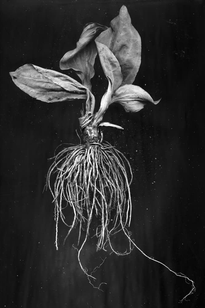 Withered Plant Roots by Brig Barkow — canvas wall art
