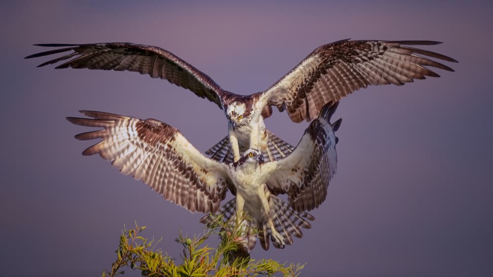 Osprey Power Struggle by Hanping Xiao — canvas wall art