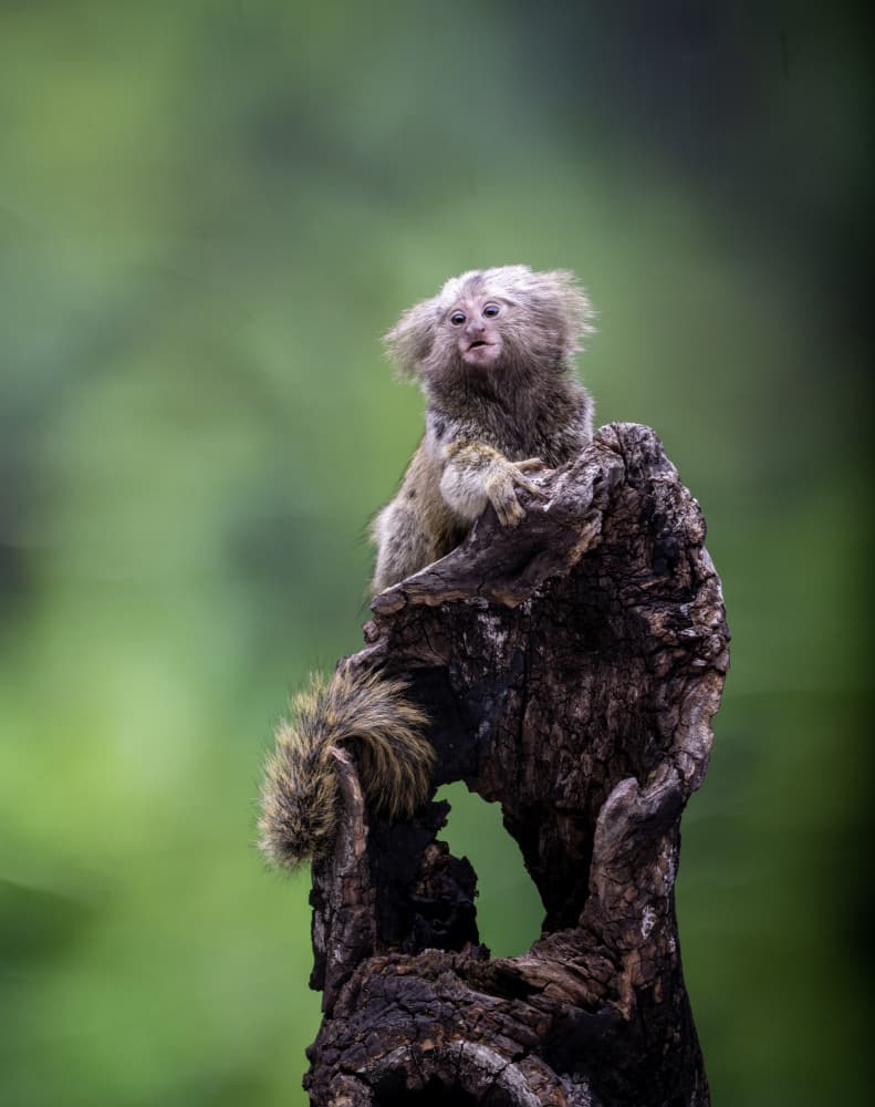 Curious Forest Monkey by Muljati Hidajat — canvas wall art