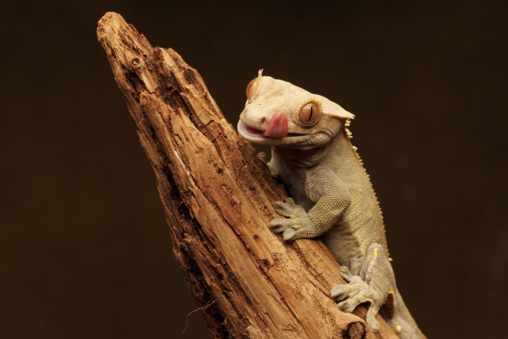 Crested Gecko Licking by David Bennion — canvas wall art