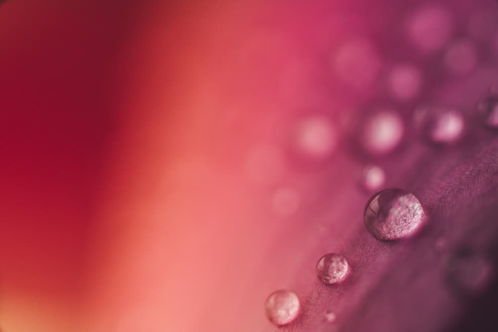 Pink Water Drops by Javier Pardina — canvas wall art
