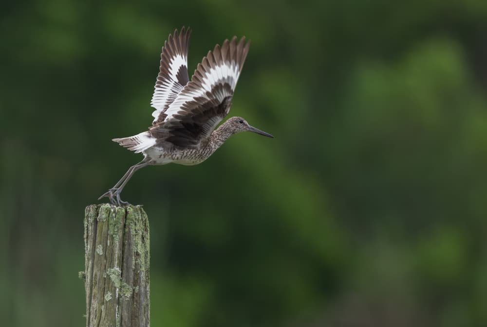 Willet Takes Flight by Xiaobing Tian — canvas wall art