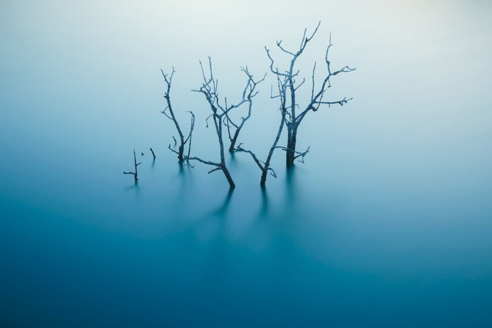 Still Blue Trees by Xavi Flores — canvas wall art