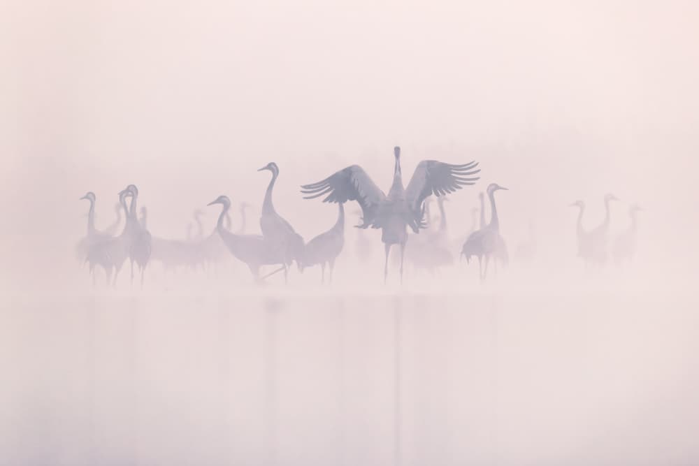 Ethereal Morning Cranes by Rafal R. Nebelski — canvas wall art