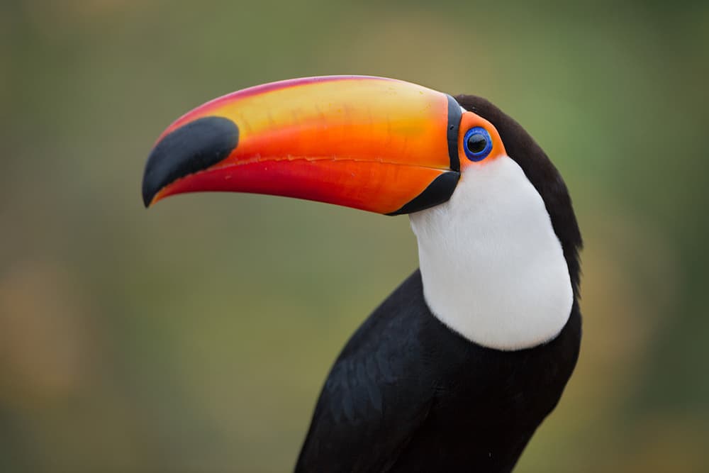 Vibrant Toucan Portrait by Marco Pozzi — canvas wall art
