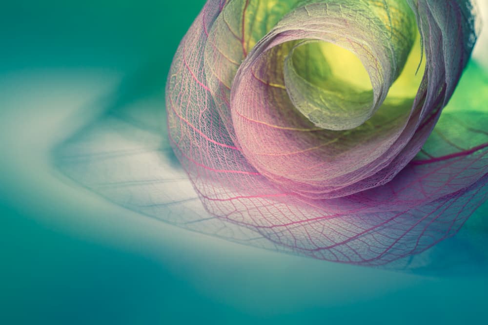 Ethereal Botanical Rose by Shihya Kowatari — canvas wall art