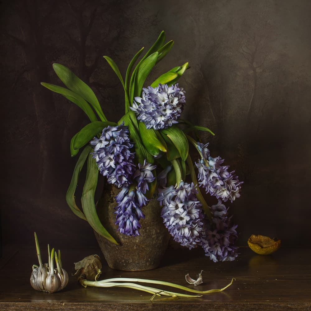 Rustic Hyacinths and Garlic by Anna Petina — canvas wall art