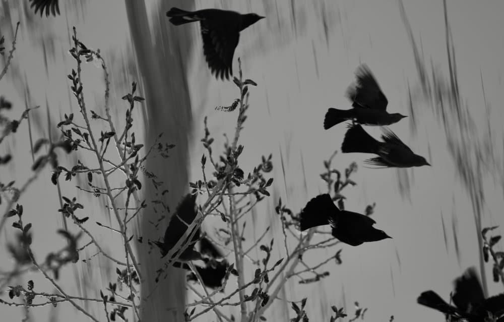 Birds Flying Through Trees by Sydney Harter — canvas wall art