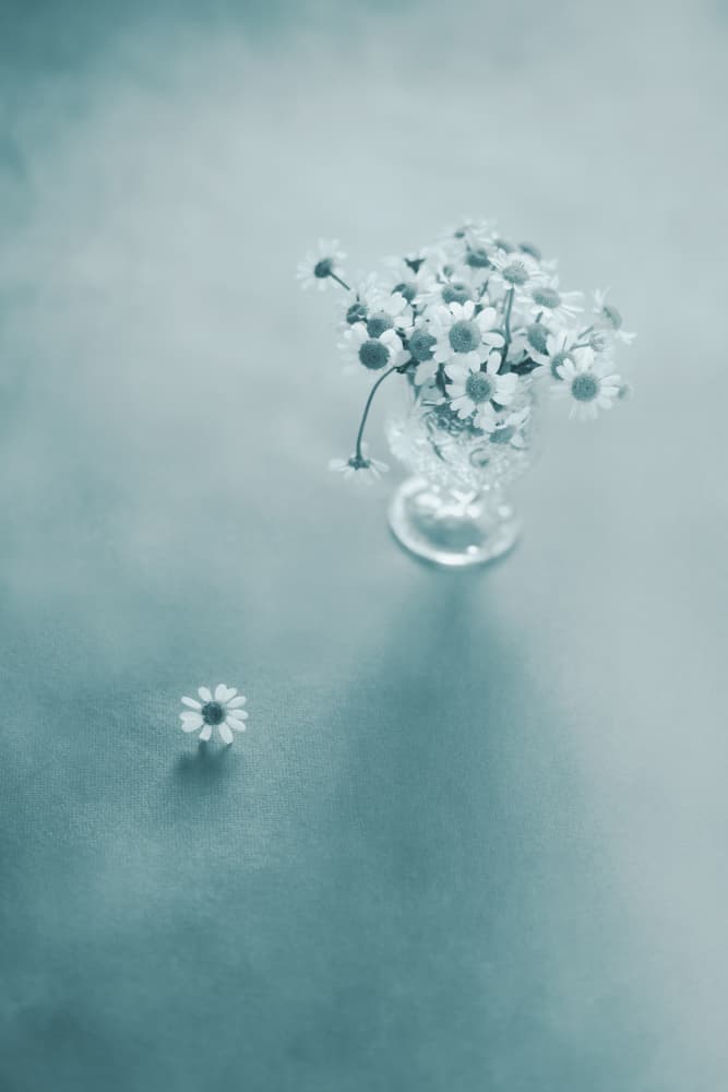 Delicate Daisies Still Life by Takiko Hirai — canvas wall art