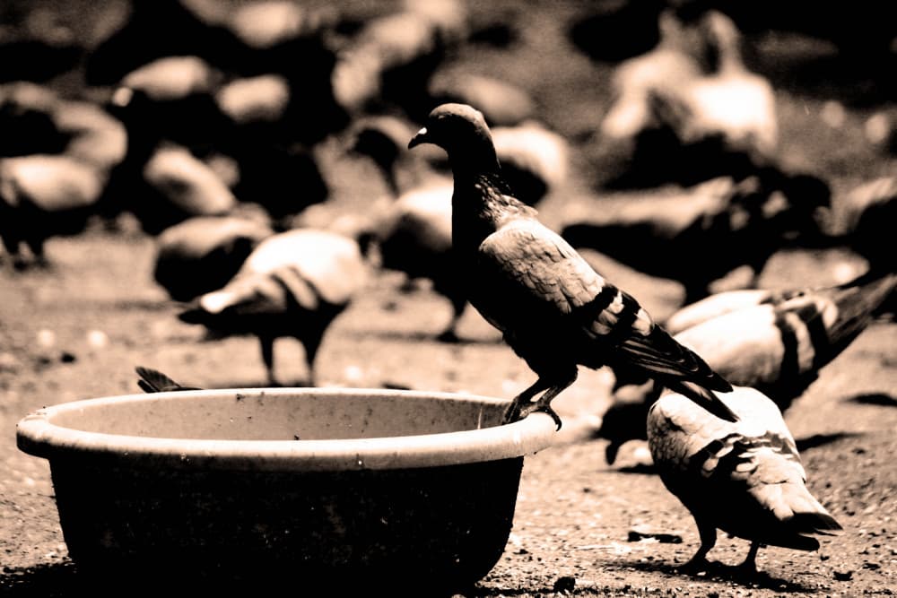 Pigeons At Water Bowl by Santhosh ch — canvas wall art