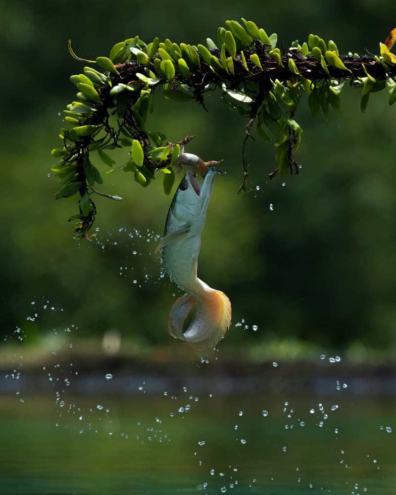 Fish Leaps to Catch Prey by Lisdiyanto Suhardjo — canvas wall art