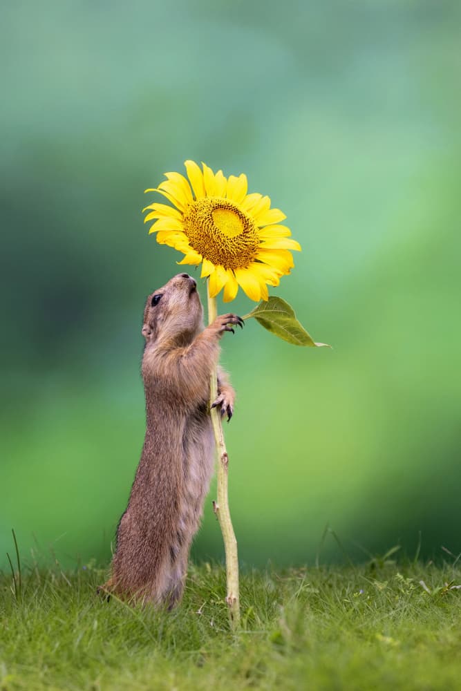 Prairie Dog With Sunflower by Sally Widjaja — canvas wall art