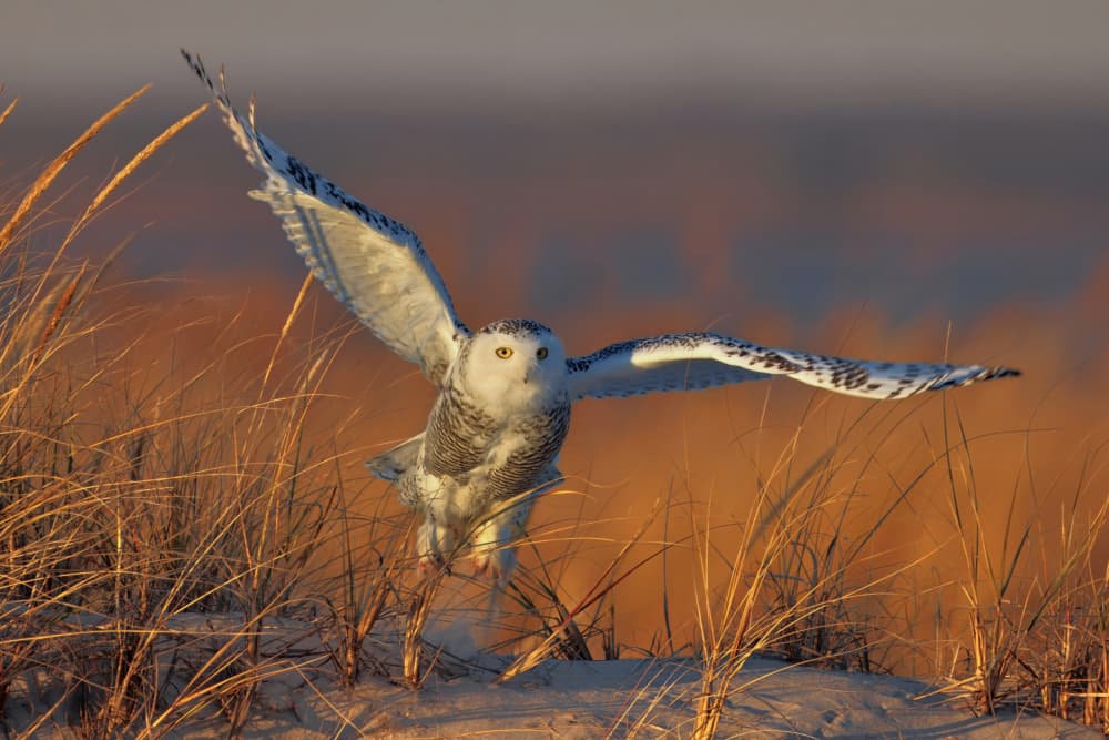 Snowy Owl Golden Flight by Gavin Lam — canvas wall art