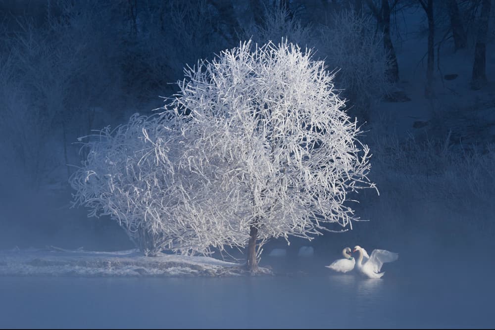 Misty Winter Swans by UU — canvas wall art