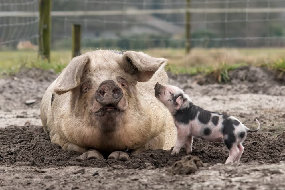 Mother Pig And Piglet by Gert van den Bosch — canvas wall art