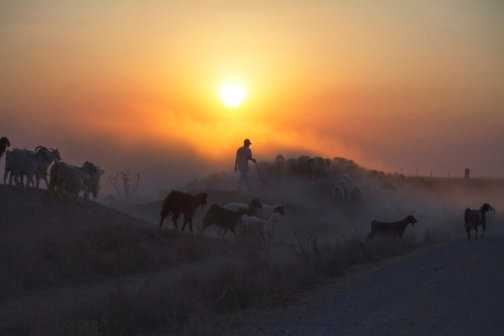 Shepherd's Dusty Sunset by Feyzullah Tunç — canvas wall art