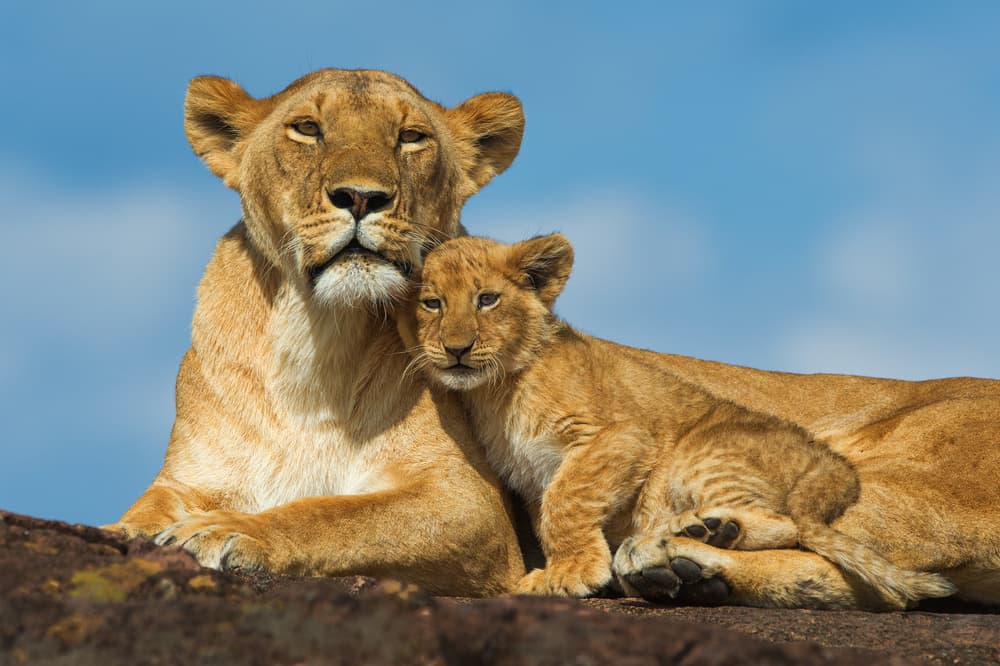 Lioness And Cub Bond by Mohammed Alnaser — canvas wall art
