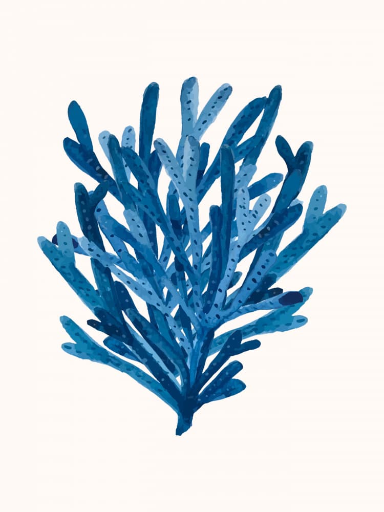 Deep Blue Coral by Elizabeth C — canvas wall art