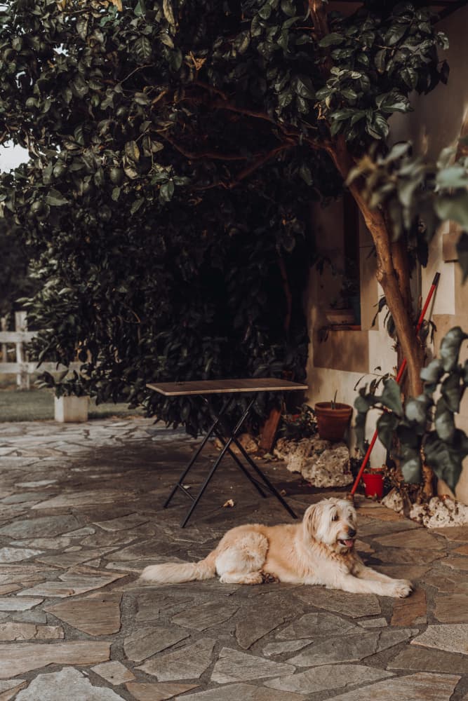 Relaxed Patio Golden Retriever by Aimee Giles — canvas wall art