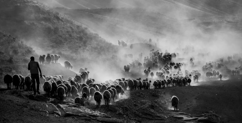 Shepherd's Dusty Journey by Ummu Nisan Kandilcioglu — canvas wall art