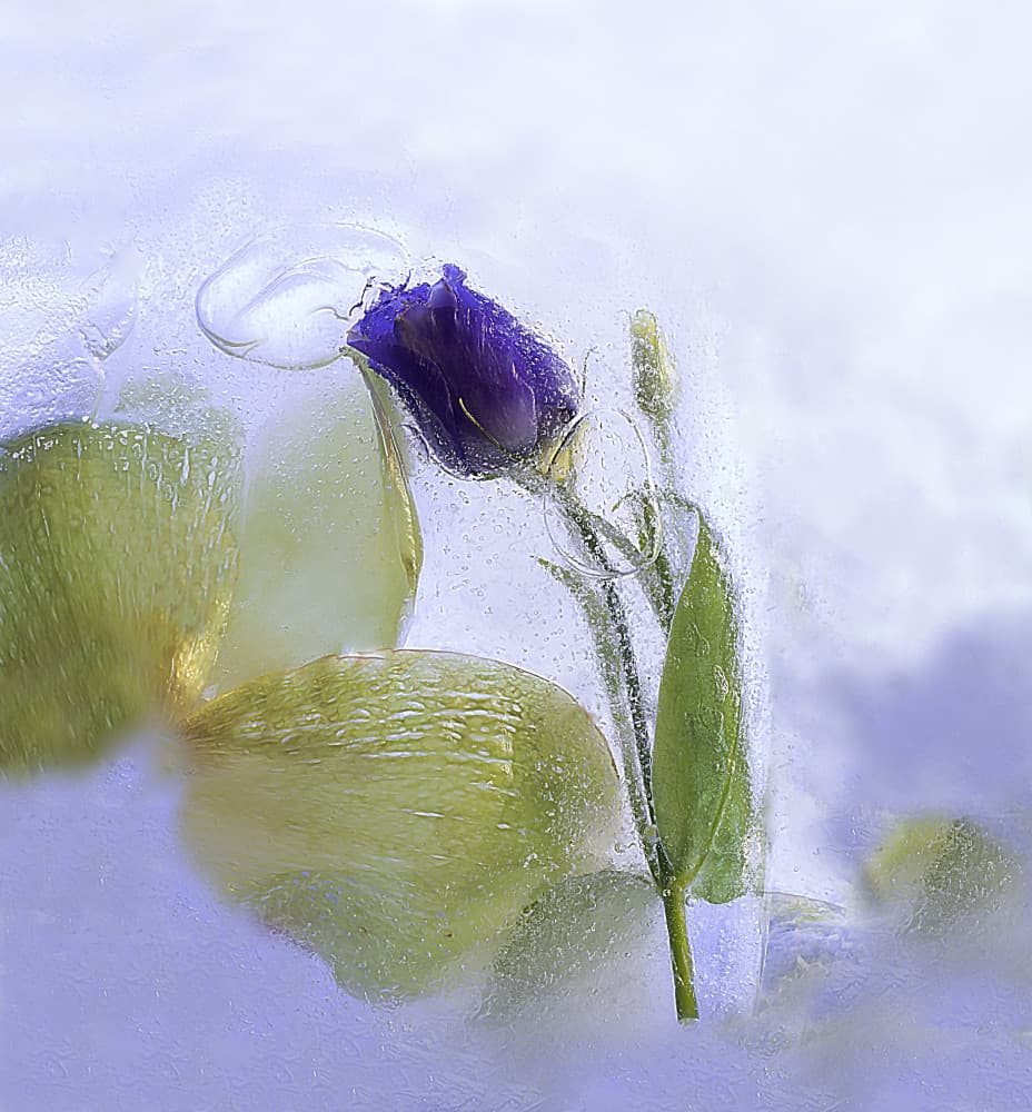 Frozen Purple Bloom by Marsha Ma — canvas wall art