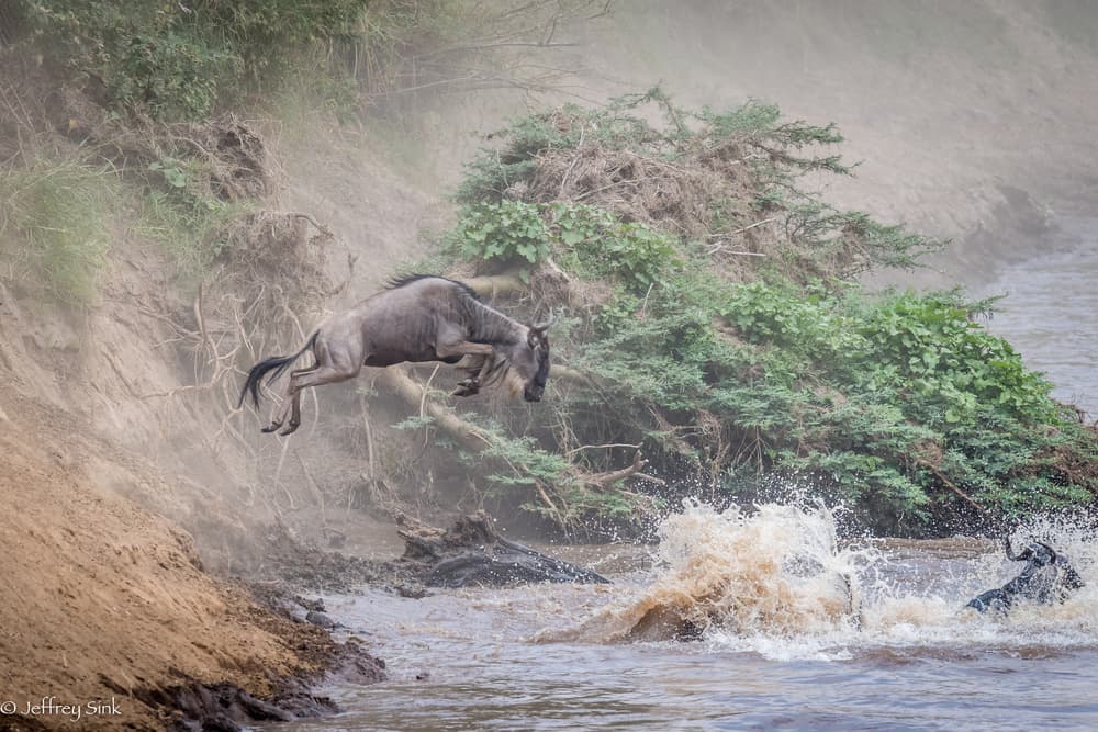 Leaping Wildebeest River Crossing by Jeffrey C. Sink — canvas wall art