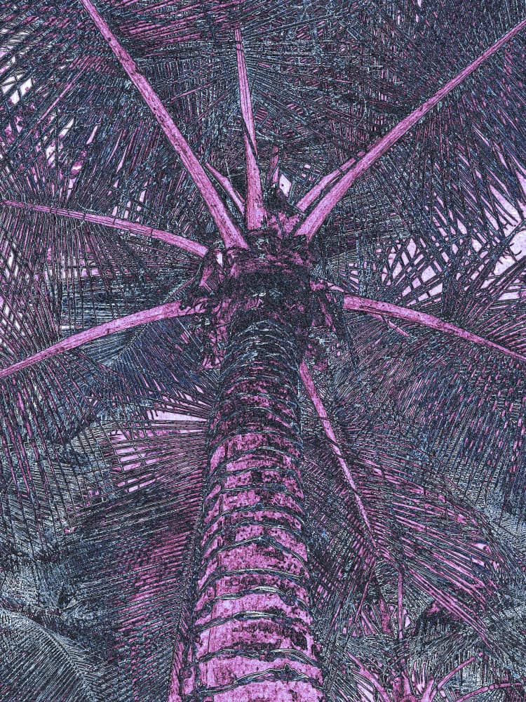 Surreal Tropical Palm by Santhosh ch — canvas wall art