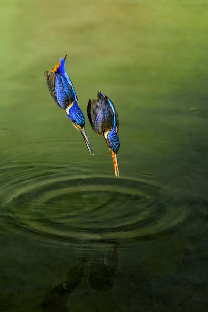 Blue Kingfishers Plunge by Handi Nugraha — canvas wall art