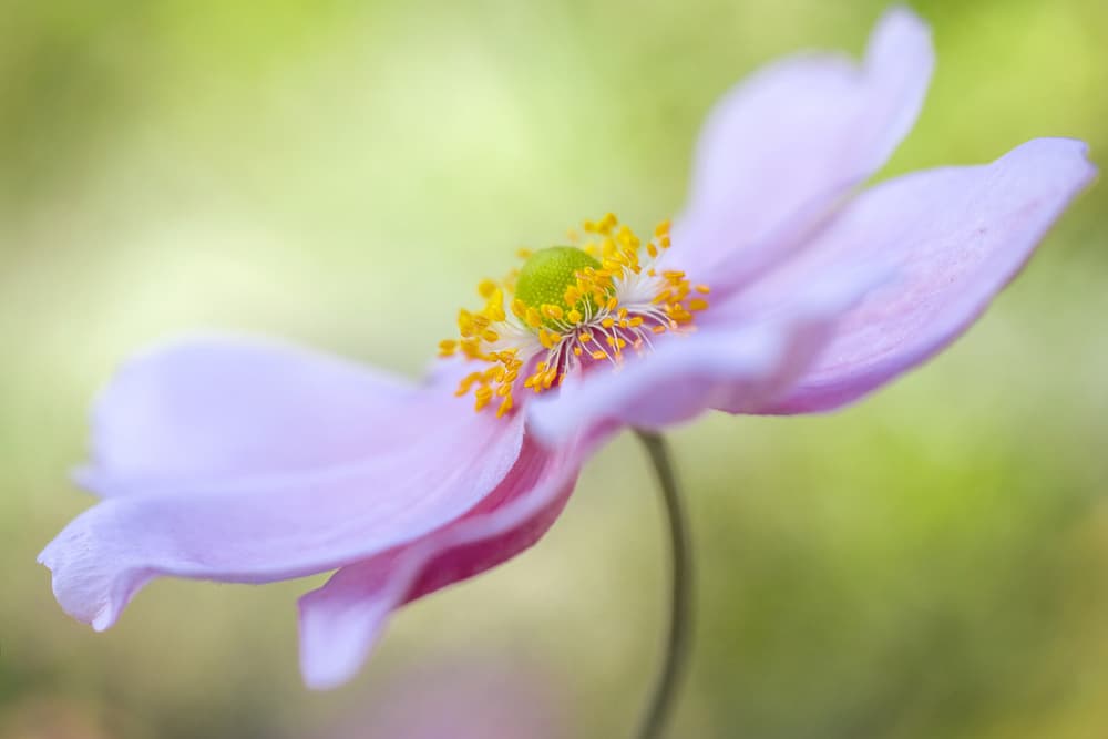 Japanese Anemone by Mandy Disher — canvas wall art