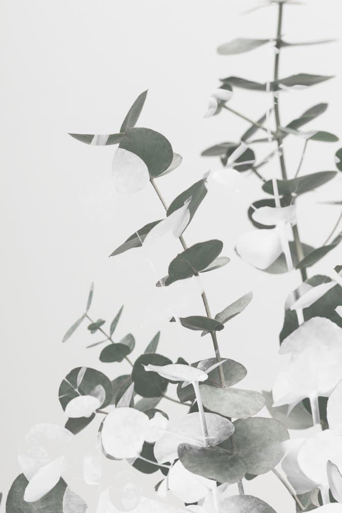 Modern Botanical Eucalyptus by Pictufy Studio III — canvas wall art