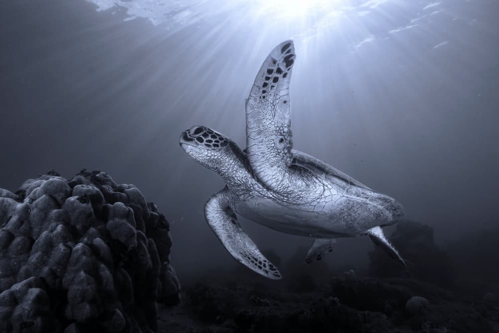 Sea Turtle In Sun Rays by Serge Melesan — canvas wall art