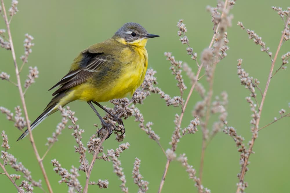 Golden Yellow Bird by Dmitry Doronin — canvas wall art