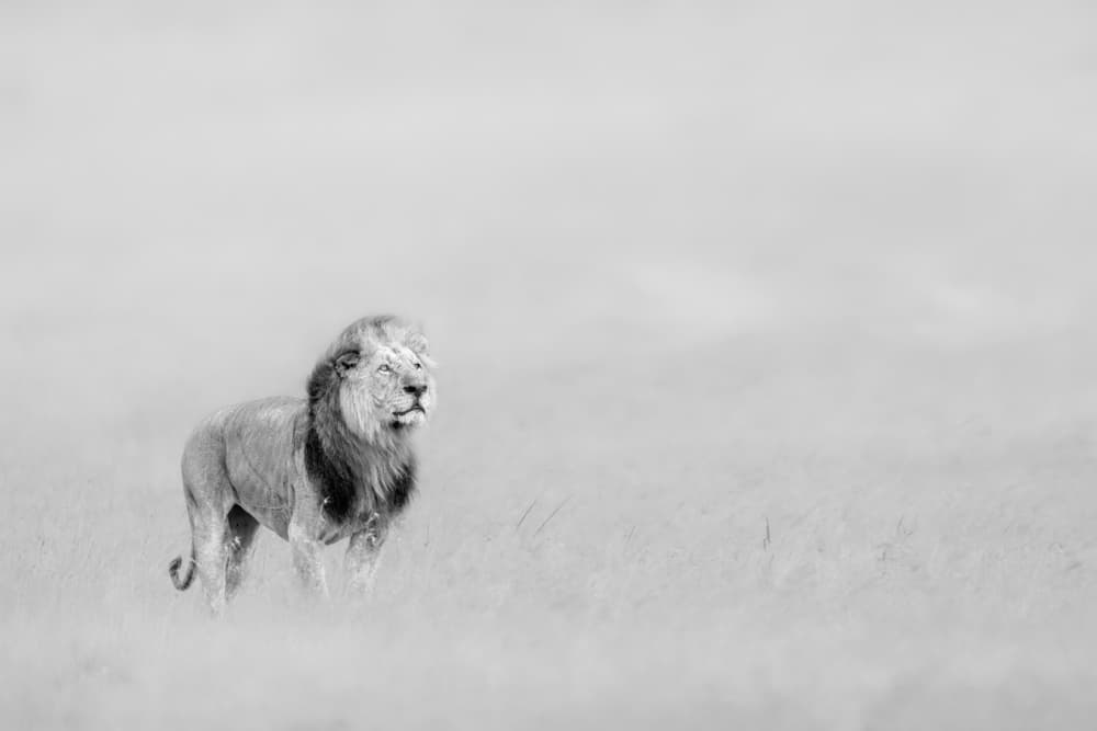 Majestic Black Mane Lion by Jun Zuo — canvas wall art
