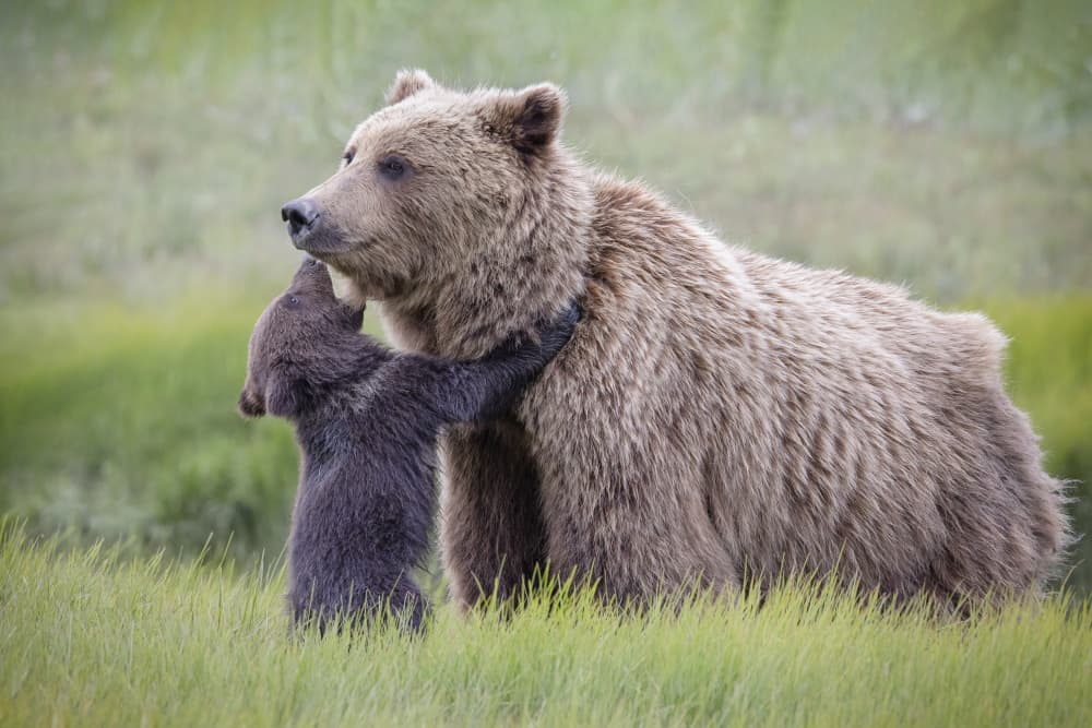 Grizzly Bear Embrace by Renee Doyle — canvas wall art