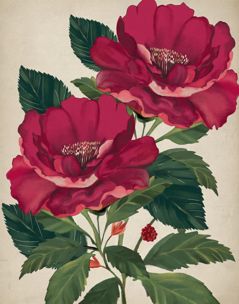 Rose of Providence by Josie George — canvas wall art