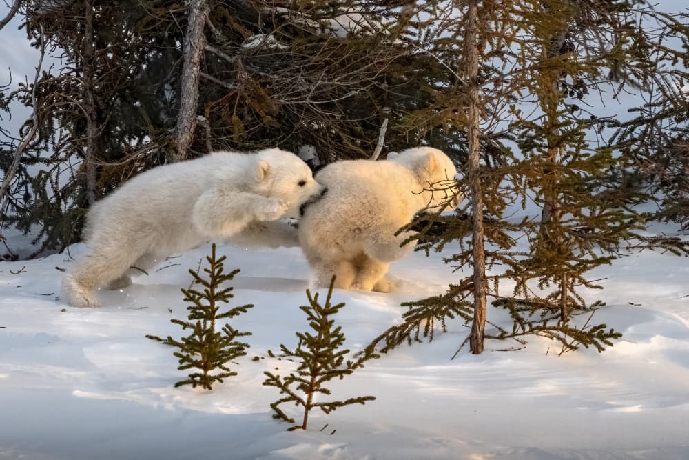 Playful Polar Bear Cubs by Hung Tsui — canvas wall art