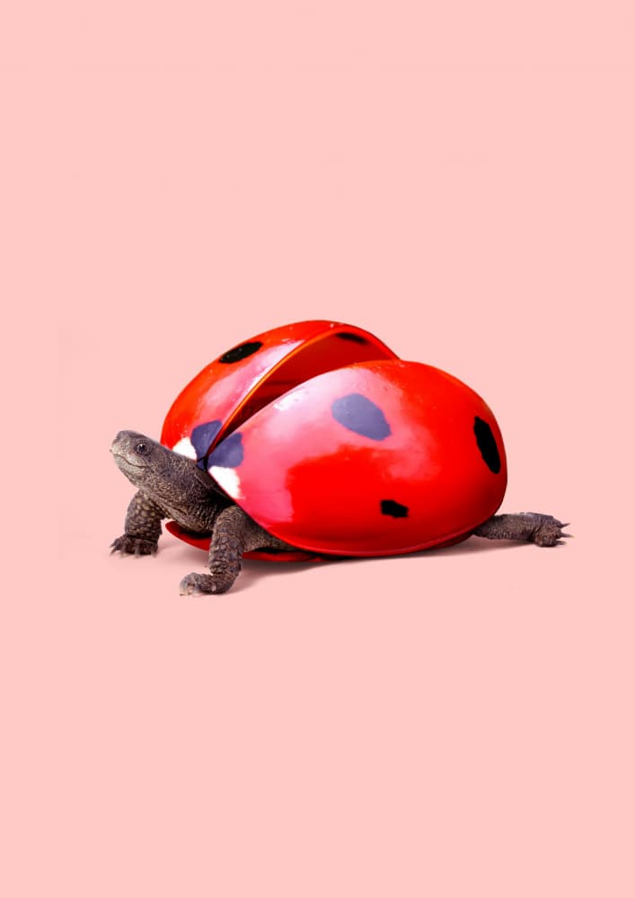Whimsical Ladybug Turtle by Artem Pozdniakov — canvas wall art