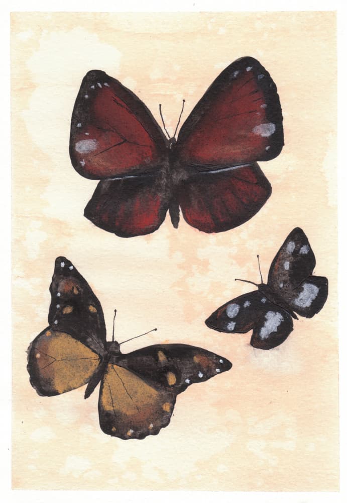 Diverse Butterflies by Christine Lindstrom — canvas wall art