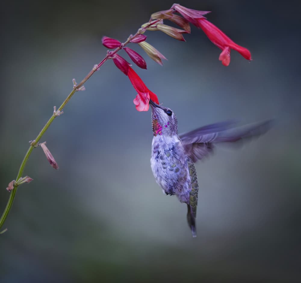 Hummingbird Red Bloom by Xiaojian Huang — canvas wall art