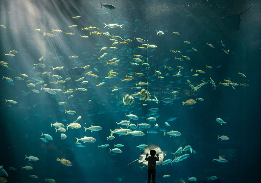 Child and Ocean Life by Kenichiro Hagiwara — canvas wall art