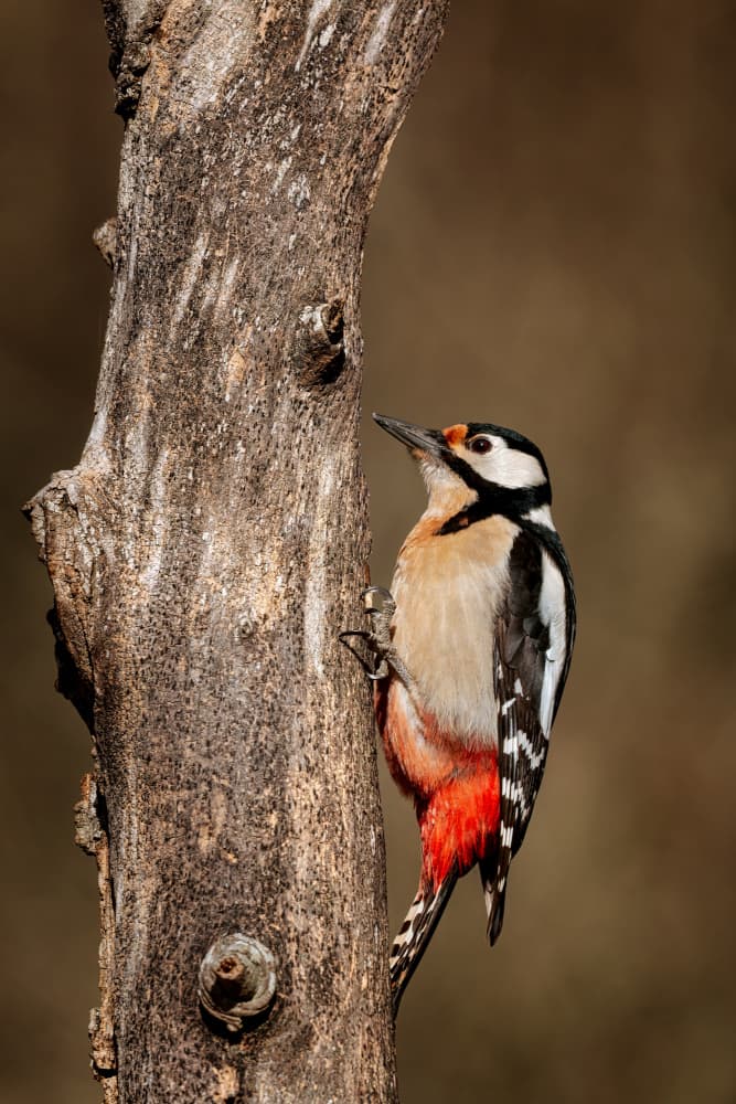 Great Spotted Woodpecker by Jesus Concepcion Alvarado — canvas wall art