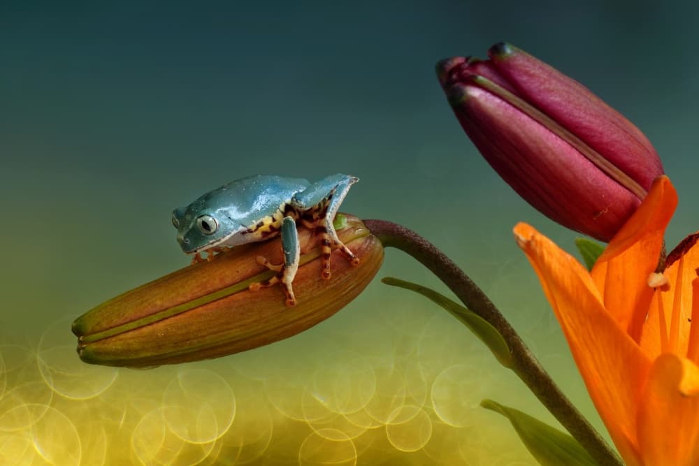 Blue Frog on Lily Bud by Wil Mijer — canvas wall art